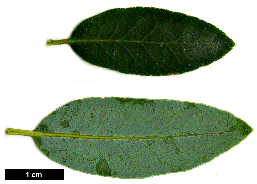 High resolution image: Family: Fagaceae - Genus: Quercus - Taxon: vacciniifolia High resolution image: Family: Fagaceae - Genus: Quercus - Taxon: vacciniifolia